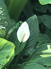 Spathiphyllum wallisii