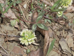 Trifolium virginicum