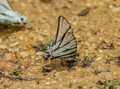 Protographium epidaus