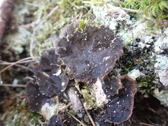 Peltigera evansiana