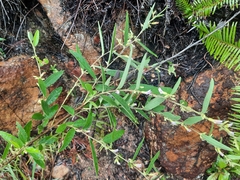 Helicteres angustifolia