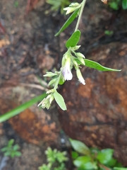 Helicteres angustifolia