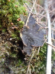 Peltigera evansiana