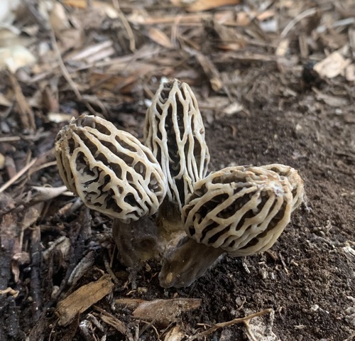 Woodchip Morel