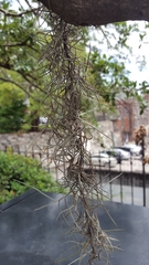 Tillandsia usneoides