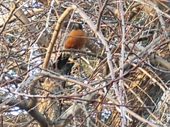 Turdus migratorius