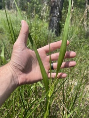 Panicum hemitomon
