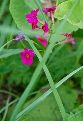 Primula japonica
