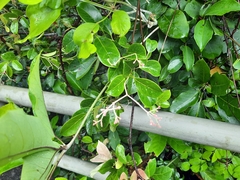 Urceola rosea