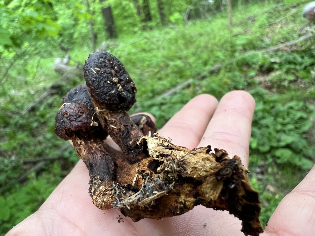 Common Gilled Mushrooms and Allies from Cherokee Park, Louisville, KY