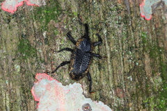 Homalinotus deplanatus
