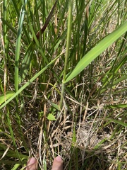 Panicum hemitomon