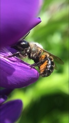Osmia bucephala