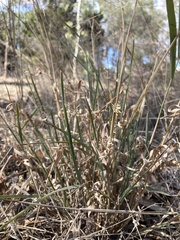 Enteropogon acicularis