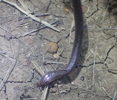 Cryptophis boschmai