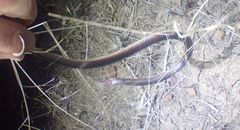 Cryptophis boschmai