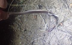 Cryptophis boschmai