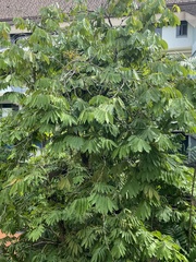 Cananga odorata