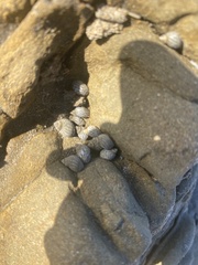 Echinolittorina aspera