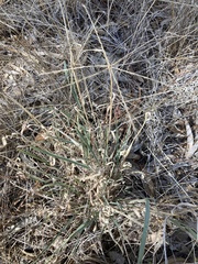 Enteropogon acicularis