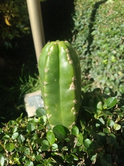 Trichocereus bridgesii