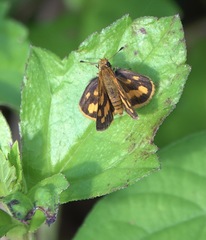Taractrocera luzonensis