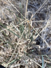 Enteropogon acicularis