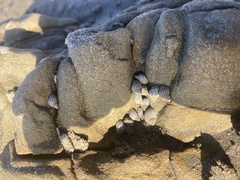 Echinolittorina aspera