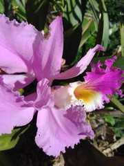Cattleya