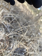 Enteropogon acicularis