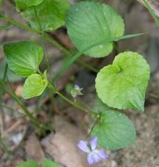 Viola labradorica