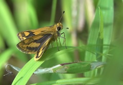 Taractrocera luzonensis