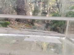 Pseudoxiphophorus bimaculatus