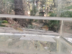 Pseudoxiphophorus bimaculatus