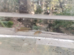 Pseudoxiphophorus bimaculatus