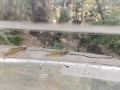 Pseudoxiphophorus bimaculatus