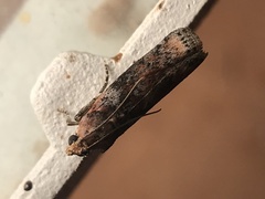 Sciota rubrisparsella