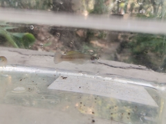 Pseudoxiphophorus bimaculatus