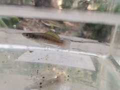 Pseudoxiphophorus bimaculatus