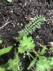 Achillea millefolium