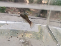 Pseudoxiphophorus bimaculatus