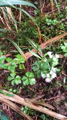 Sanicula petagnioides