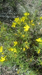 Oenothera serrulata