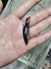 Pseudoxiphophorus bimaculatus