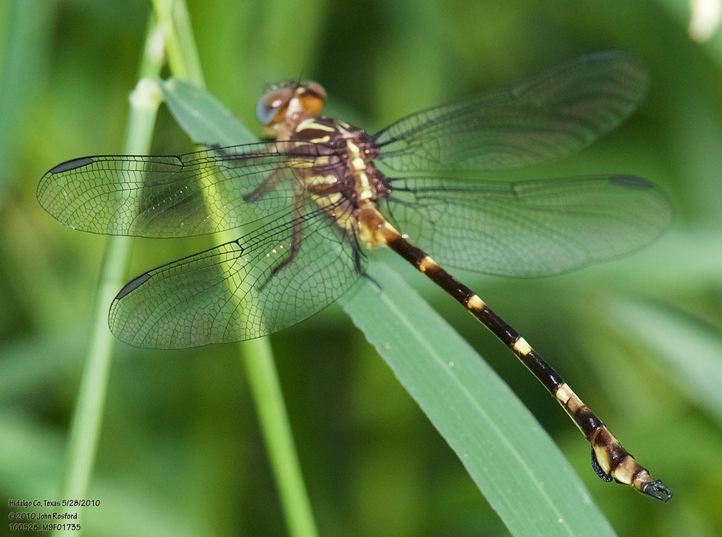 Ringed Forceptail