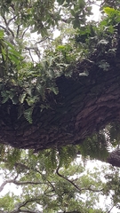 Pleopeltis michauxiana