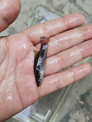 Pseudoxiphophorus bimaculatus