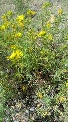Oenothera serrulata