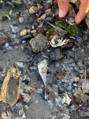 Hemiramphus saltator