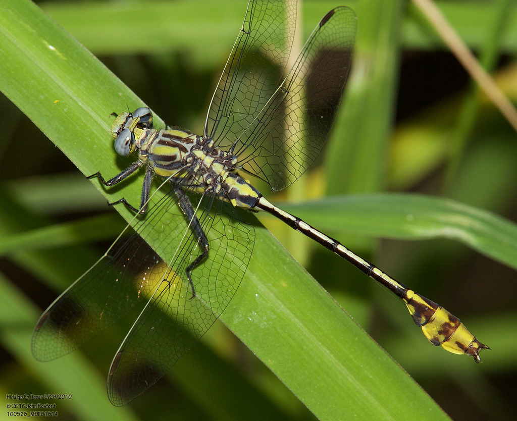 Tamaulipan Clubtail